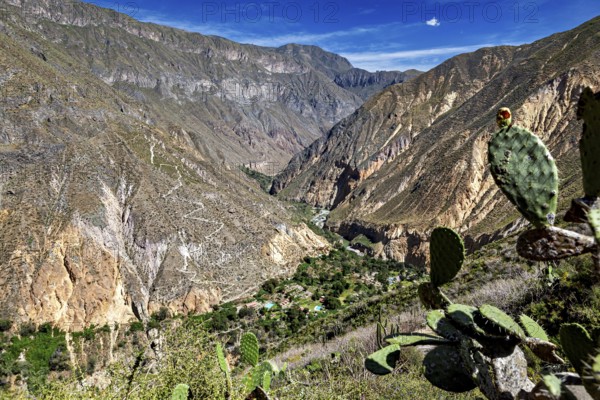 Cacti and green landscape with mountains and gorges in the background under blue sky, The landscape