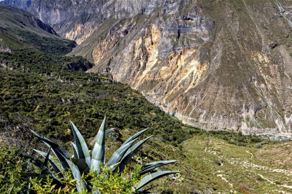 Succulent plant with extensive views of the mountain landscape and valley, The landscape of the