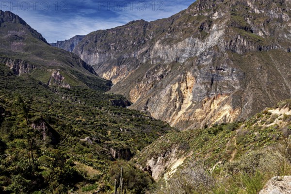 Deep valleys and rock walls full of dense vegetation under clear skies, the landscape of Colca