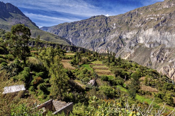 Cottage gardens and terraces against an impressive rocky backdrop, The landscape of the Colca