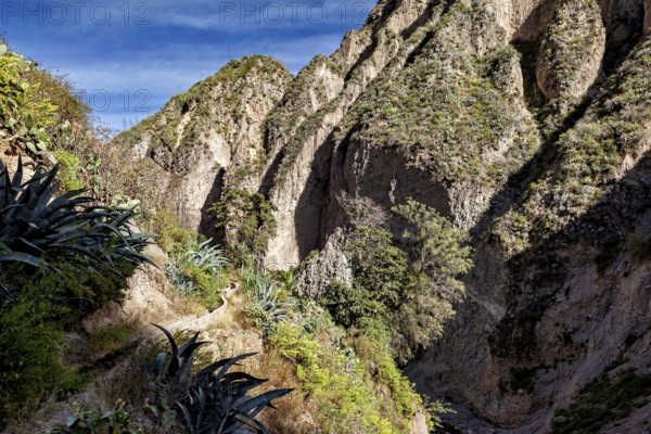 Narrow gorge with wild path and vegetation in shady areas, The landscape of Colca Canyon in the