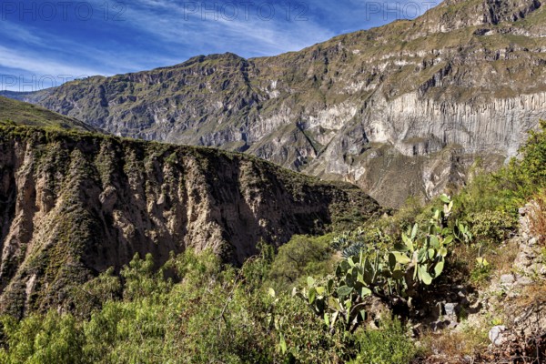 Extensive gorge landscape with vegetation and typical desertic features, The landscape of the Colca