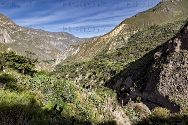 Steep wall landscape with green vegetation and deep sky, The landscape of the Colca Canyon in the