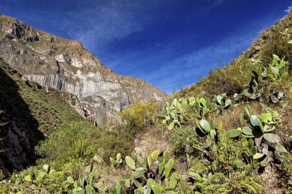View of mountain range with prickly flora and clear sky, the landscape of the Colca Canyon in the