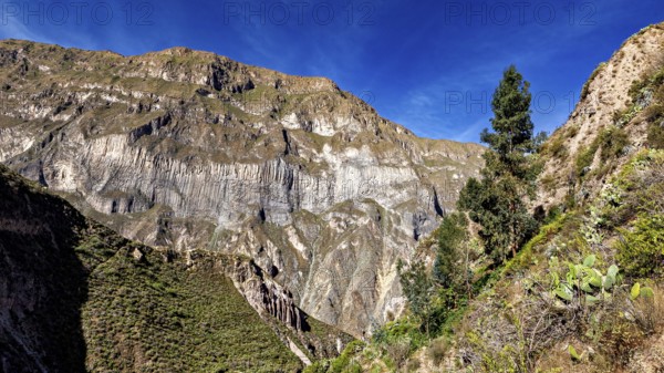 Rugged mountain landscape with a single tree and cacti under a clear sky, The landscape of Colca