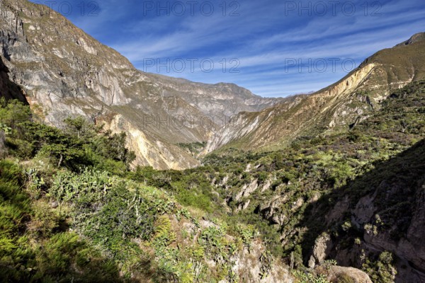 Extensive gorge lined with vegetation and a deep blue sky, the landscape of Colca Canyon in the