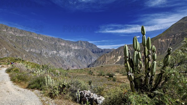 Hiking trail between tall cacti and mountains under bright skies, The landscape of the Colca Canyon