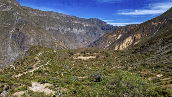 Extensive valley with green hills under clear blue sky, the landscape of Colca Canyon in the Aden