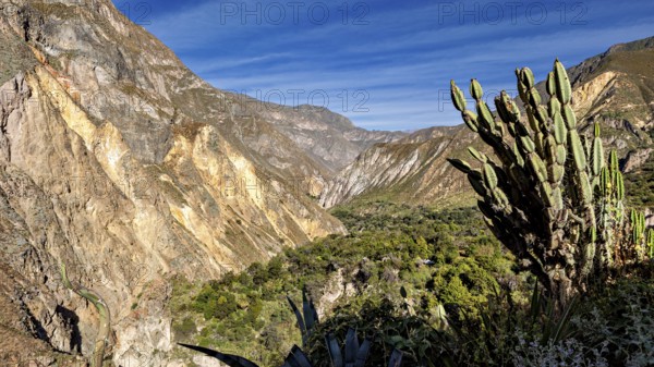 Cactus in the foreground with an expanse of mountains and blue sky in the background, the landscape