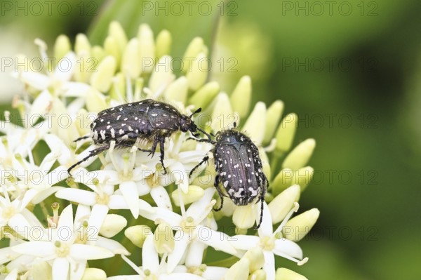 Weeping rose beetle (Oxythyrea funesta), on flowers of Common Dogwood, (Cornus sanguinea), other