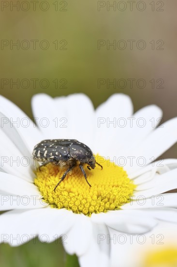 Weeping rose beetle (Oxythyrea funesta), on meadow daisy (Leucanthemum vulgare), other animals,