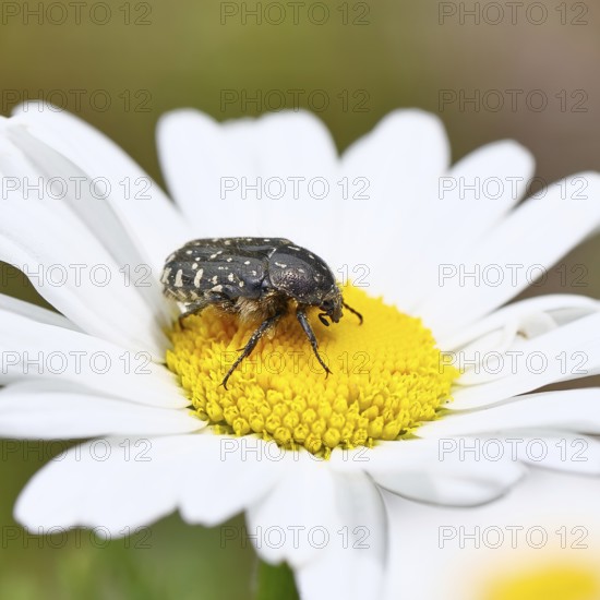 Weeping rose beetle (Oxythyrea funesta), on meadow daisy (Leucanthemum vulgare), other animals,