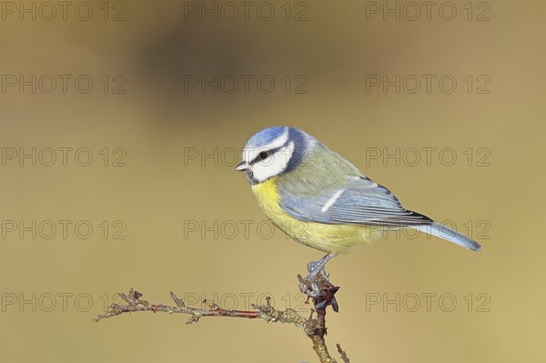 Blue tit (Parus caeruleus), sitting on a branch in a blackthorn bush, (Prunus spinosa), sloes, with