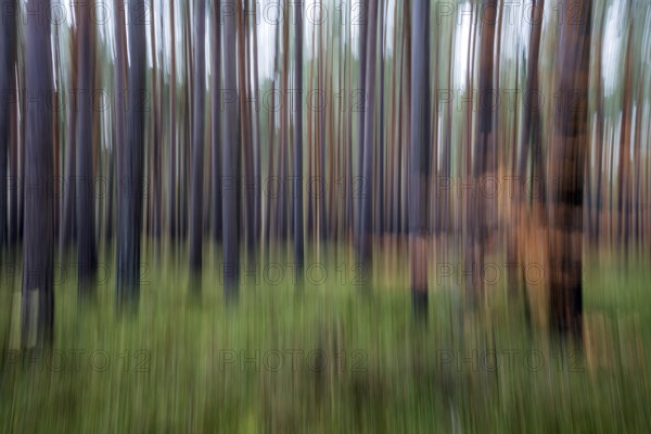 Forest, pine trees (Pinus), pine forest, tree trunks, distorted, moving camera, Darßwald,