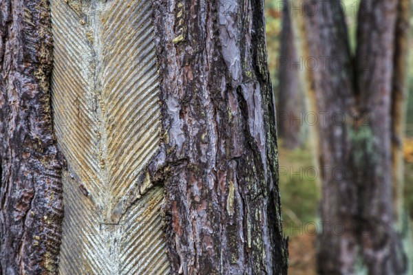 Pine tree (Pinus) with cut-in resin conductive chips, resin extraction until 1990, Darßwald, Darß,