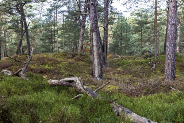 Pines (Pinus), pine forest, tree trunks, Darßwald, Fischland-Darß-Zingst, National Park