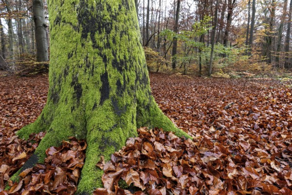 Moss-covered tree trunk in autumn forest, Darßwald, Fischland-Darß-Zingst, Western Pomerania Lagoon
