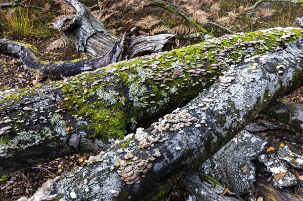 Tree fungus, Split Gill (Schizophyllum commune), on dead tree trunk, Darßwald, Darß,