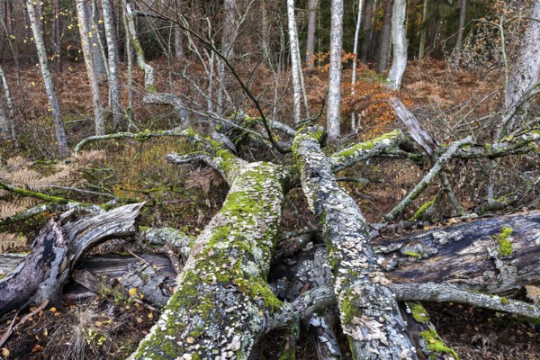 Dead tree trunks with tree fungi, Split Gill (Schizophyllum commune), lying on forest floor,