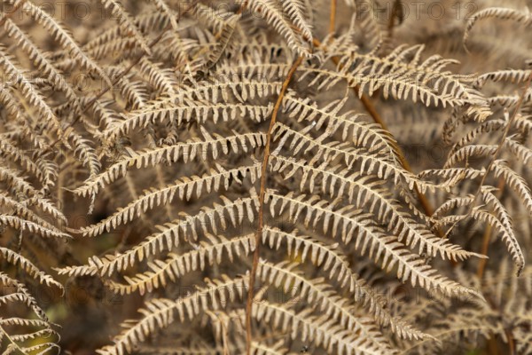 Brown fern leaf, Darßwald, Darß, Fischland-Darß-Zingst, Western Pomerania Lagoon Area National