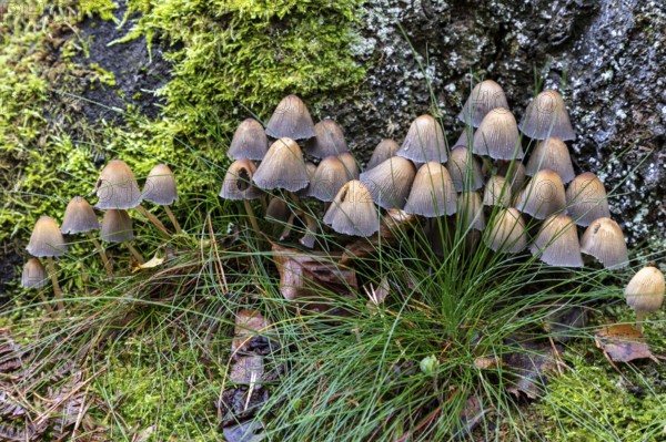 Mushroom, mica tintling (Coprinellus micaceus), Darßwald, Darß, Fischland-Darß-Zingst,