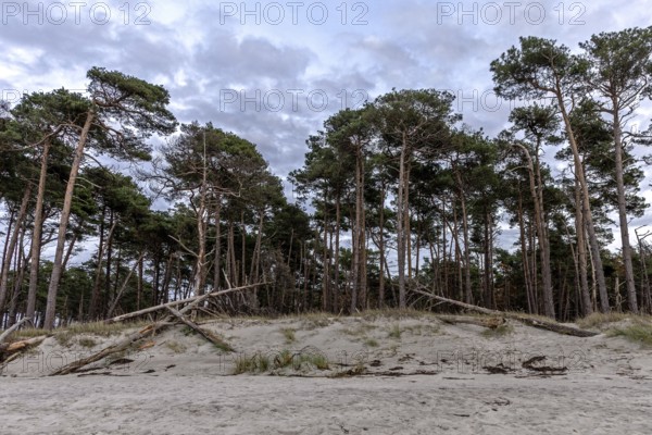 Weststrand Darß, Baltic Sea, Fischland-Darß-Zingst, Western Pomerania Lagoon Area National Park,