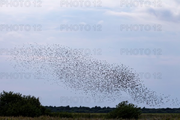 More and more starlings (Sturnus vulgaris) gather at the roost and begin to form formations, autumn