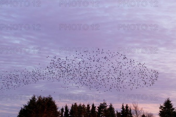 Flock of starlings (Sturnus vulgaris) directly above the roost, flock of birds, autumn migration,