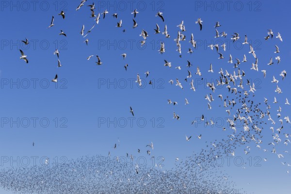 A flock of starlings (Sturnus vulgaris) as well as storm petrels (Larus canus) and black-headed