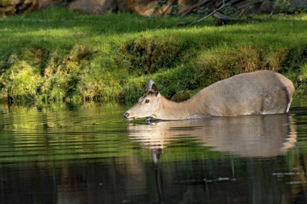 Female red deer (Cervus elaphus), wild deer, doe bathing, swimming on the bank of a pond at the