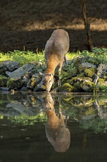 European mouflon (Ovis gmelini musimon), female, mouflon, mouflon drinking water from pond on