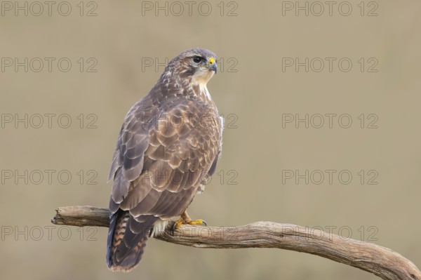 Buzzard (Buteo buteo) sitting attentively on a branch, wildlife, animals, birds, bird of prey,