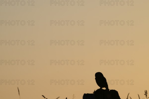 A tranquil bird silhouette stonecrop (Athene noctua) at sunset on a post with grass, owl in shadow