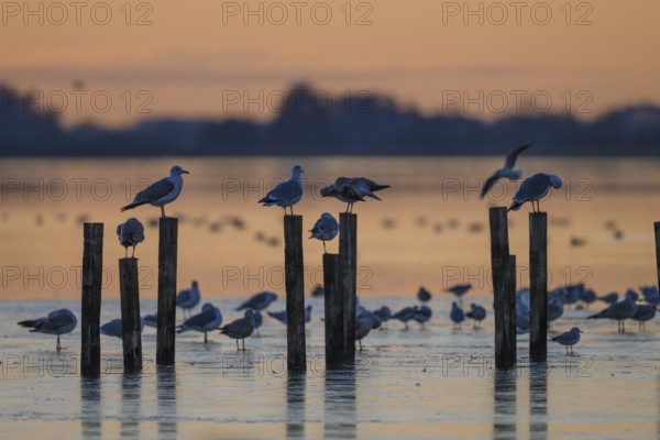 Black-headed gulls (Larus ridibundus) Birds on posts in the water at sunset, soft light, calm