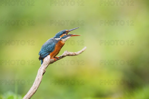 Common kingfisher (Alcedo atthis) sitting on an old wooden branch eating his fresh cought fish in
