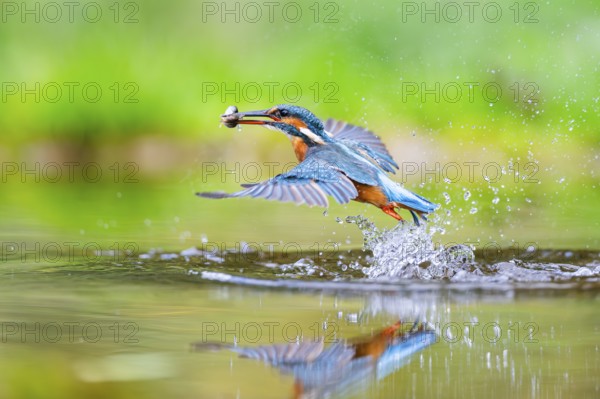 Common kingfisher (Alcedo atthis) flying out of the water with a fresh cought fish in his beak in