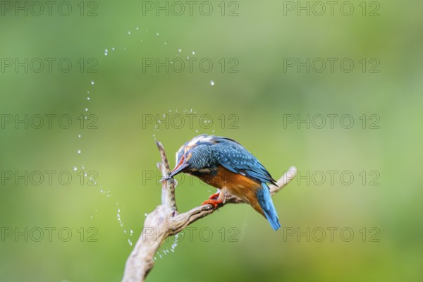 Common kingfisher (Alcedo atthis) sitting on an old wooden branch eating his fresh cought fish in