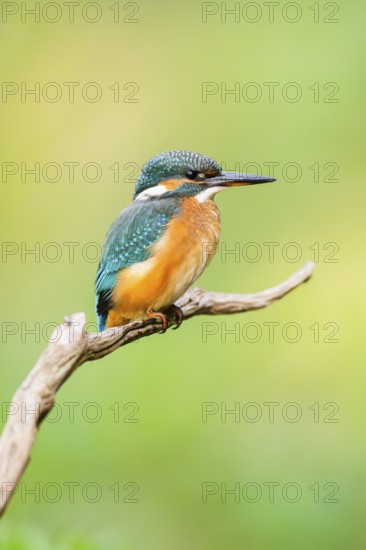 Common kingfisher (Alcedo atthis) sitting on an old wooden branch in late summer, wildife, Bavaria,