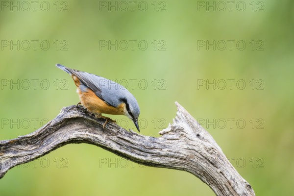 Eurasian nuthatch (Sitta europaea) sitting on an old wooden branch at a swamp, Bavaria, Germany