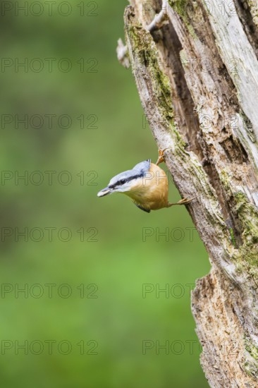 Eurasian nuthatch (Sitta europaea) sitting on an old wrotten tree trunk at a swamp, Bavaria,