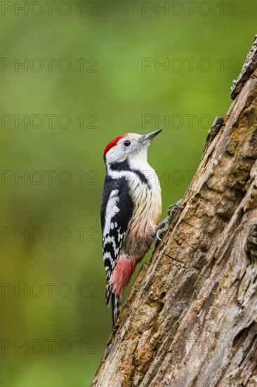Middle spotted woodpecker (Dendrocoptes medius) sitting on an old wrotten tree trunk in late