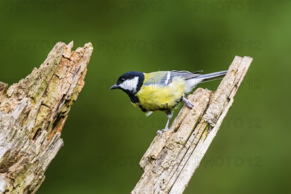 Great tit (Parus major) sitting on an old wrotten tree trunk at a swamp, Bavaria, Germany