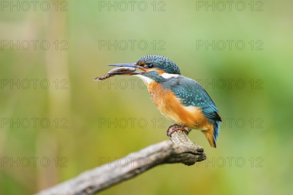 Common kingfisher (Alcedo atthis) sitting on an old wooden branch eating his fresh cought fish in