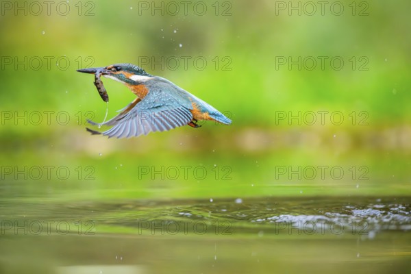 Common kingfisher (Alcedo atthis) flying out of the water with a fresh cought fish in his beak in