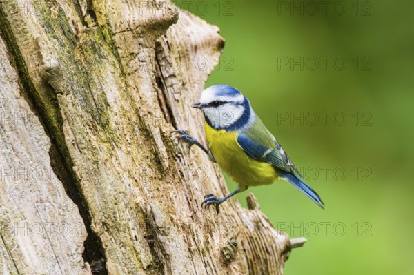 Eurasian blue tit (Cyanistes caeruleus) sitting on an old wrotten tree trunk at a swamp, Bavaria,