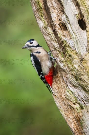 Great spotted woodpecker (Dendrocopos major) sitting on an old wrotten tree trunk in late summer,