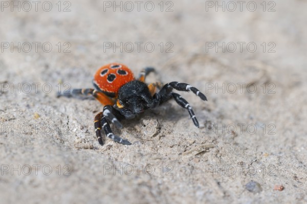 Red tubular spider, Eresus kollari, The Ladybird spider, Saxony-Anhalt, Germany