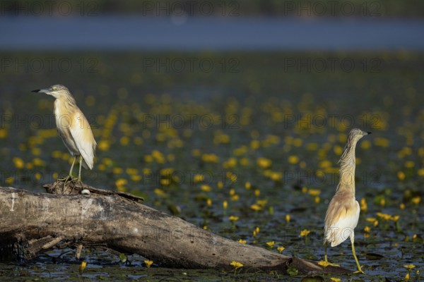Squacco Heron (Ardeola ralloides) in the fog Hungary