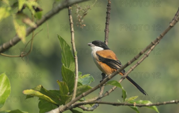 A long-tailed shrike or rufous-backed shrike (Lanius schach) sits on a tree branch, Sreepur,