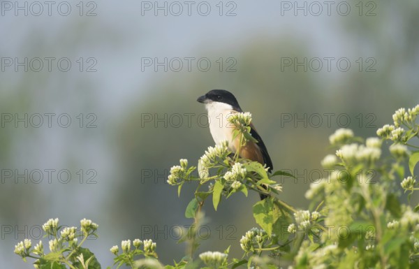 A long-tailed shrike or rufous-backed shrike (Lanius schach), Sreepur, Gazipur, Bangladesh